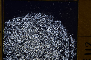 Cross Polarized, E31069