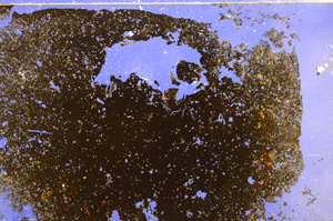 Cross Polarized, E31075