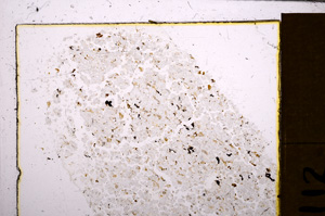 Plane Polarized, E31084