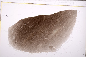 Plane Polarized, E31092