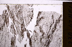 Plane Polarized, E31216