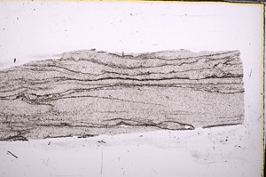 Plane Polarized, E31217