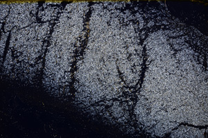 Cross Polarized, E31240