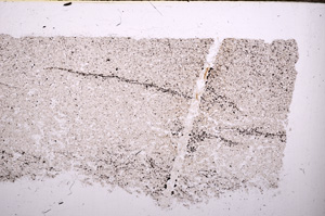 Plane Polarized, E31342