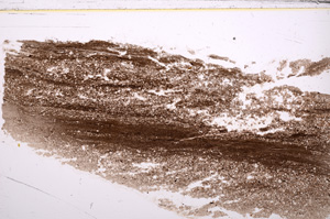 Plane Polarized, E31360