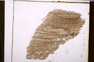 Plane Polarized, E31367