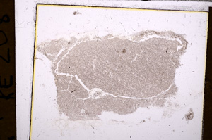 Plane Polarized, E31391