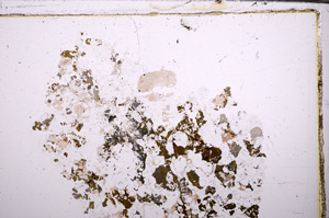 Plane Polarized, E31446