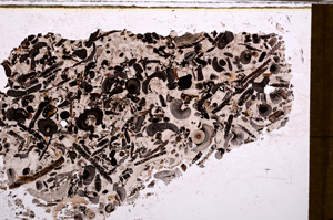 Plane Polarized, E31454