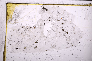 Plane Polarized, E31490