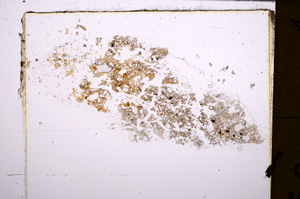 Plane Polarized, E31491