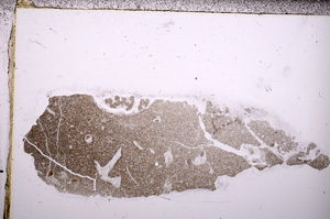 Plane Polarized, E31582