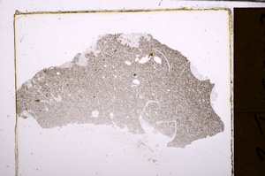 Plane Polarized, E31583