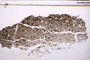 Plane Polarized, E31585