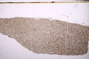Plane Polarized, E31593