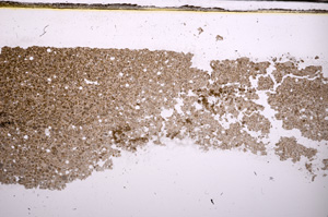 Plane Polarized, E31594
