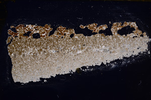 Cross Polarized, E31599