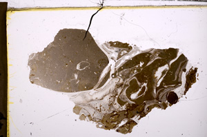 Plane Polarized, E31604