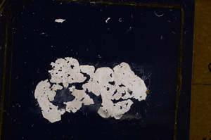 Cross Polarized, E31610