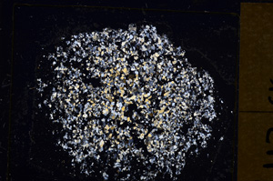 Cross Polarized, E31626
