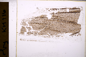 Plane Polarized, E31634