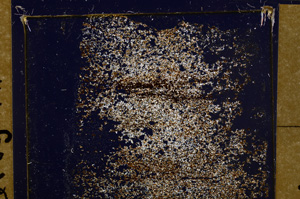 Cross Polarized, E31635