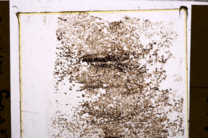Plane Polarized, E31635