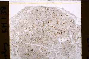 Plane Polarized, E31651
