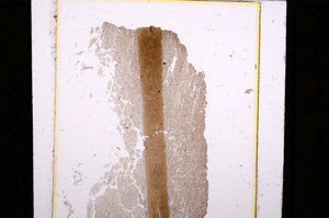 Plane Polarized, E31801