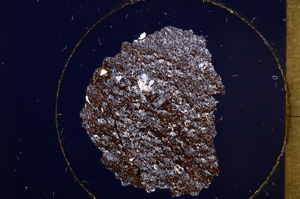 Cross Polarized, E31878