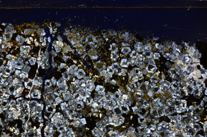 Cross Polarized, E31967