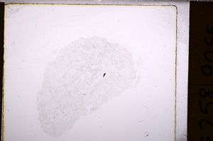 Plane Polarized, E32126