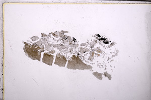 Plane Polarized, E32226