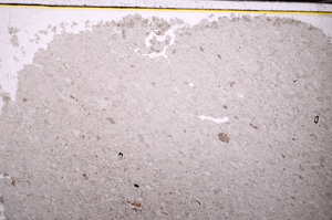Plane Polarized, E32248