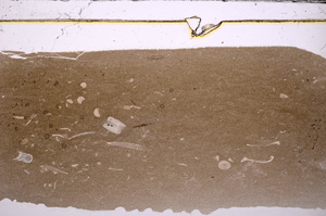 Plane Polarized, E32329