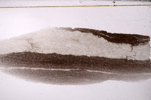 Plane Polarized, E32339