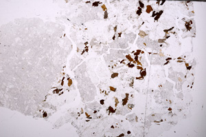 Plane Polarized, E32354