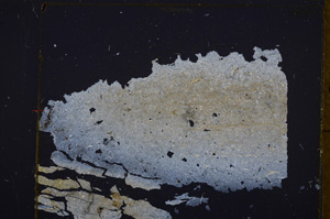 Cross Polarized, E32374