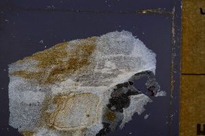 Cross Polarized, E32553