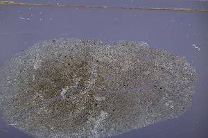 Cross Polarized, E32586