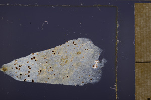 Cross Polarized, E32796