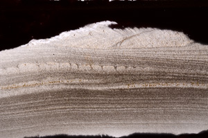 Plane Polarized, E32901