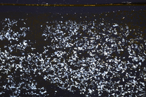 Cross Polarized, E32966