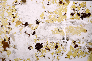Plane Polarized, E33067
