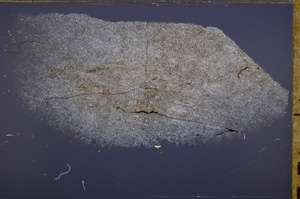 Cross Polarized, E33110