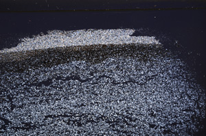 Cross Polarized, E33416