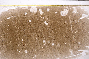 Plane Polarized, E33422