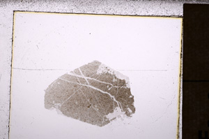 Plane Polarized, E33790