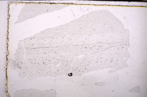 Plane Polarized, E34137