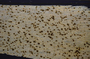 Cross Polarized, E34220